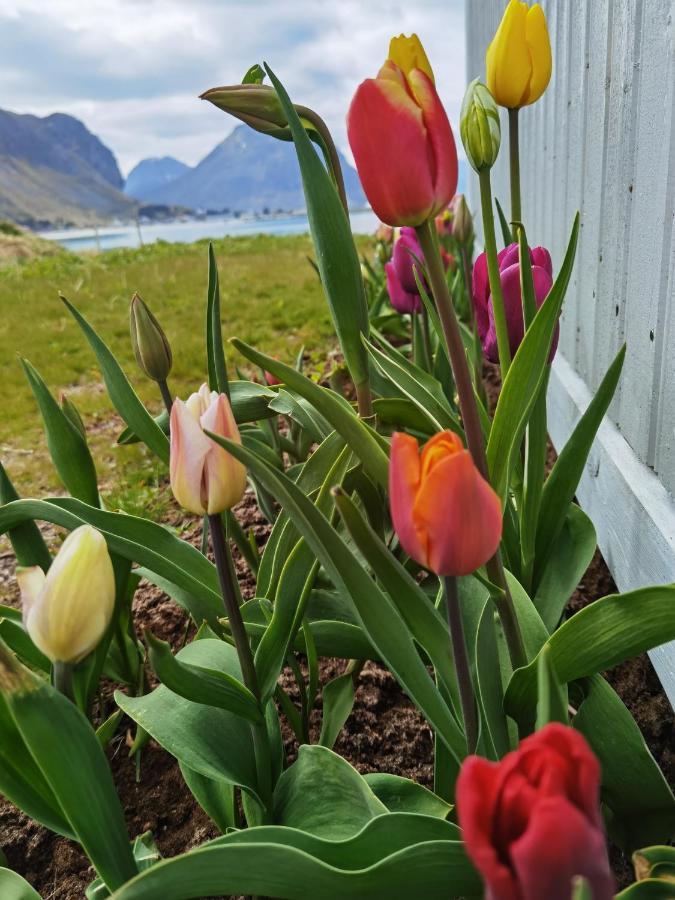 Banpim Beachside Lofoten Ramberg Exteriör bild